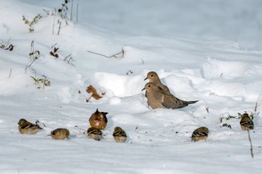 Kar fırtınasında beslenen güvercin kuşları ve ötücü kuşlar, ispinozlar ve bülbüller..