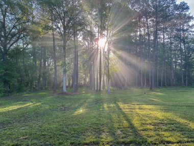 Ormanda gün doğumu sisli sislerin içinde güneş ışığı.