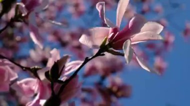 Mavi gökyüzü arkaplanlı Magnolia çiçeği yakın çekim videosu.