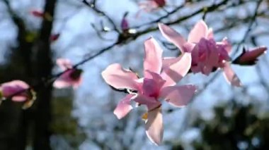 Magnolia 'nın çiçekleri, güneşli bir günde açan dallar. Videoyu Kapat