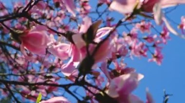 Magnolia, çiçek açan ağaç, güneşli bir günde çiçeklerle dolu bir dal. Videoyu Kapat