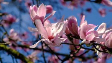 Manolya çiçekleri ve tomurcukları, çiçek açan ağaçlar, güneşli bir günde, mavi bir gökyüzünde çiçeklerle dallar. Videoyu Kapat