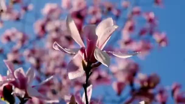 Magnolia Virágok Rügyek Virágzó Ágak Virágokkal Egy Napsütéses Napon Kék — Stock videók