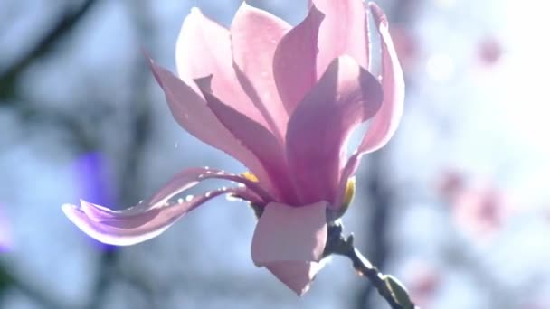ピンクの花びらに雨滴と豪華なマグノリアの花 クローズアップマクロビデオ — ストック動画