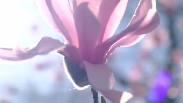 Fiore Magnolia Rosa Con Petali Rosa Alla Luce Del Sole — Video Stock