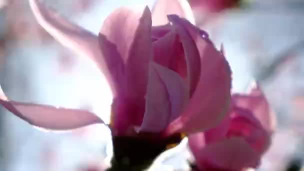 Underbar Magnolia Blomma Med Regn Droppar Rosa Kronblad Närbild Makro — Stockvideo