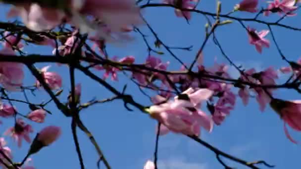 Magnolia Egy Parkban Virágzó Ágak Virágokkal Egy Napsütéses Napon Közelkép — Stock videók