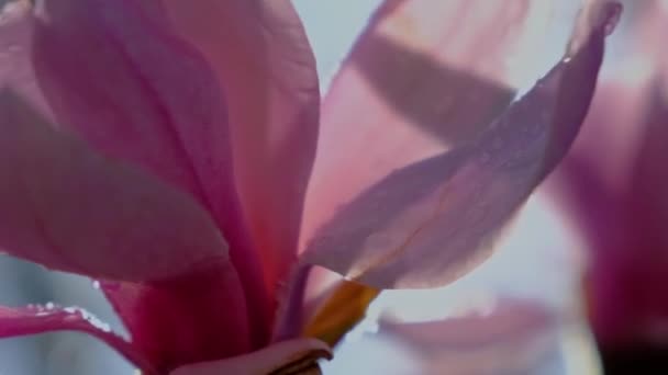 Pink Petals Magnolia Flower Blue Sky Background Close Macro Video — Stock Video