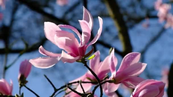Magnólia Rózsaszín Virágai Virágzó Ágak Virágokkal Egy Napsütéses Napon Közelkép — Stock videók