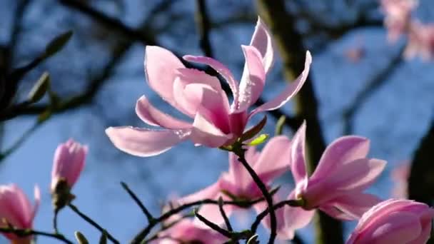 Magnolia Virágzó Ágak Virágokkal Egy Napsütéses Napon Közelkép Videó — Stock videók