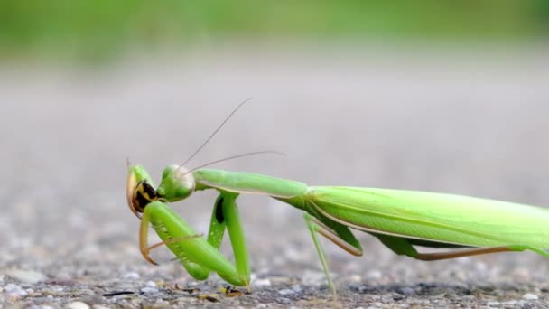 マントデア 大きなマニド グリーン祈るマンティス 別の昆虫を食べる マクロビデオを閉じる — ストック動画