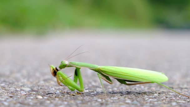 Large European Mantis Praying Mantis Predator Insect Eating Bee Close — Stock Video