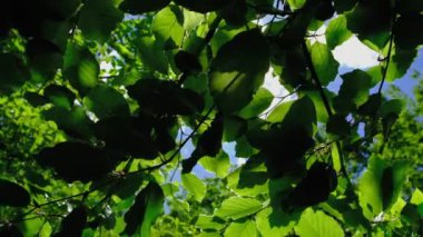 Güneşli bir günde ağaçta yeşil yapraklar, yavaş çekim video arkaplanı
