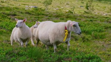 Tepeler arasında çimenlerde yürüyen beyaz koyun, yavaş çekim videosu