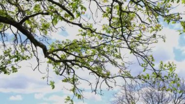 Yeşil yapraklı bir ağaçta esen rüzgar, tarlalı ve tepeli bir panorama videosu
