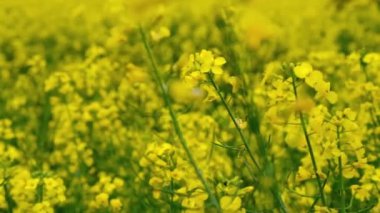 Kolza tohumu açması, sarı çiçekler yağ tohumu tecavüzü, rüzgarda Brassica napusu, tarla tarlasını kapatması.