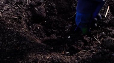 Mavi eldivenli eller bahçeye dikiliyor, kürekle toprağı kazıyor. Video çekimini kapat