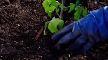 Domates tohumu ekiyorum. Mavi eldivenli ellerin yeşil bir bitkiyi toprağa koyduğu videoyu kapat.
