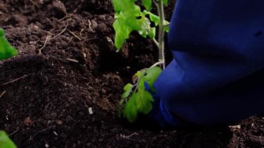 Mavi eldivenli eller toprağa domates tohumu ekiyor, videoyu kapatıyor.