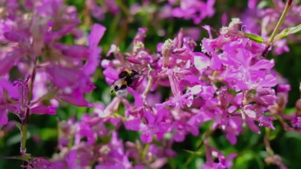 Bumble Bee Flying Pink Flowers Sunny Day Slow Motion Video — Stock Video