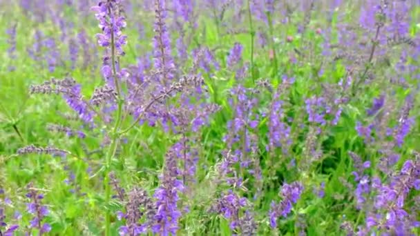 在阳光明媚的日子里 在草地上 山羊花丛生 紫罗兰花盛开 — 图库视频影像