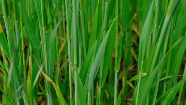 緑の草 畑で成長する小麦の芽 農業パノラマビデオの背景 — ストック動画