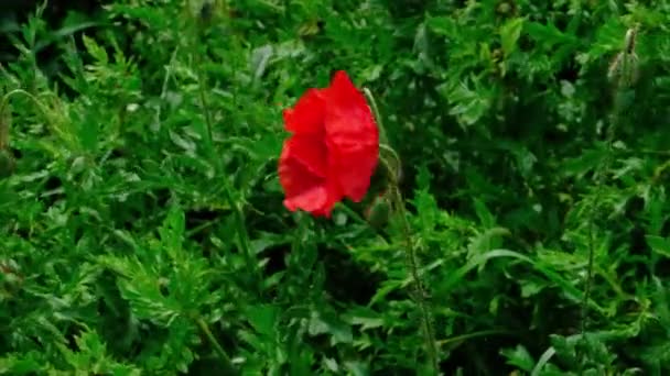 Flor Papoula Vermelha Vento Jardim Fundo Grama Verde — Vídeo de Stock