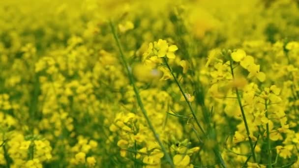 Kwitnący Rzepak Rzepak Żółte Kwiaty Kapustne Napus Wietrze Zbliżenie Pola — Wideo stockowe