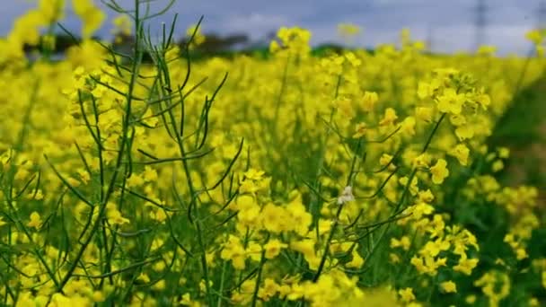 Flores Colza Amarela Vento Brassica Napus Colza Campo Agrícola Panorama — Vídeo de Stock