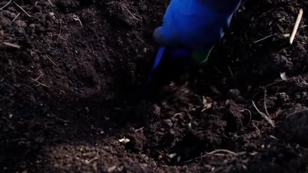 Hands Blue Gloves Digging Soil Shove Closeup Shot Gardening Video — Stock Video