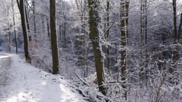 Ścieżka Śnieżna Zimowym Lesie Park Lekkim Śniegiem Słoneczny Dzień Film — Wideo stockowe