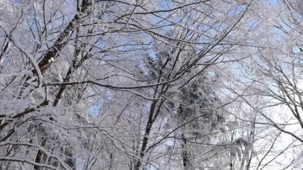 晴れた日には凍った木と軽い雪と冬の公園 スローモーションビデオショット — ストック動画