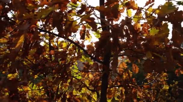 Жовте Дубове Листя Дереві Під Час Сонячного Світла Осінній День — стокове відео