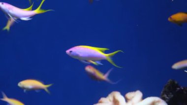 Mercan resifi balığı, tuzlu su deniz güzel pembe ve sarı balık, Mor Kraliçe Anthias ve diğer tropikal balıklar su altında, akvaryum video çekimi