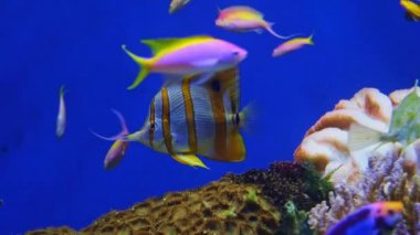 Mor Kraliçe Anthias ve diğer tropikal balıklar su altında, Pseudanthias tuka, mercan resifi, tuzlu su balığı, güzel pembe ve sarı balık, arka planda tropikal mercanlar, akvaryum, video çekimi