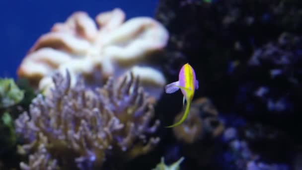 漂亮的粉色和黄色鱼 珊瑚礁鱼和其他水下热带鱼 水族馆录像镜头 — 图库视频影像