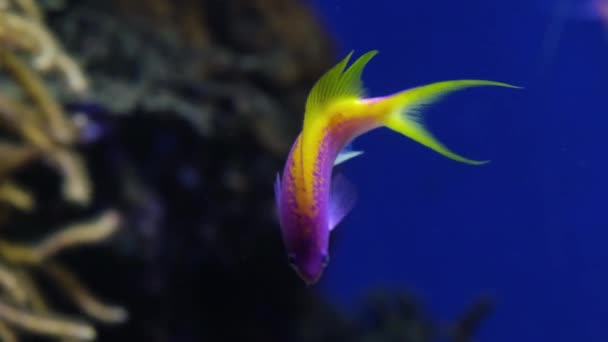 Mercan Resifi Arka Planında Akvaryumdaki Pembe Sarı Balıklar Sualtı Video — Stok video