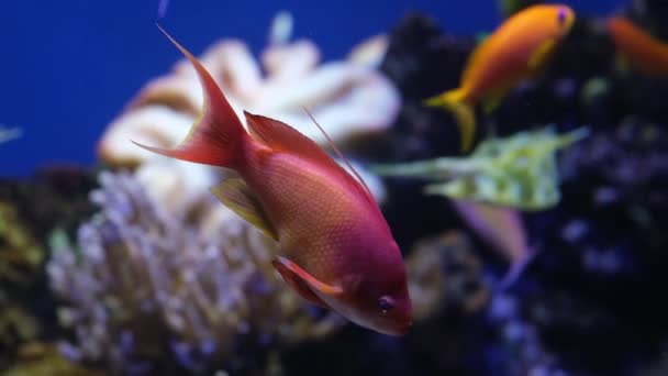 珊瑚礁鱼 美丽的粉色鱼和其他热带鱼在珊瑚礁背景下的水下活动 水族馆录像 — 图库视频影像