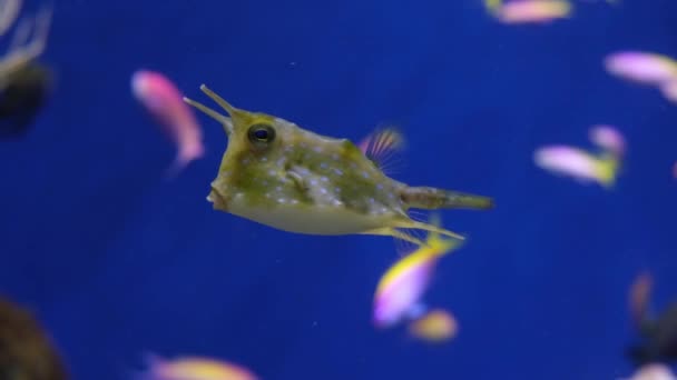 Boxfish Cowfish Lactoria Cornuta Tropical Fish Aquarium Blue Background Video — Stok Video