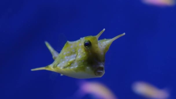 Kuhfisch Lactoria Cornuta Langhorn Buchsfisch Tropische Fische Aquarium Auf Blauem — Stockvideo