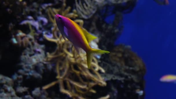 Peces Rosados Amarillos Sobre Fondo Arrecife Coral Acuario Marino Agua — Vídeo de stock