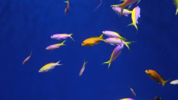 Acuario Coral Agua Salada Peces Rosados Amarillos Marinos Antías Reina — Vídeo de stock