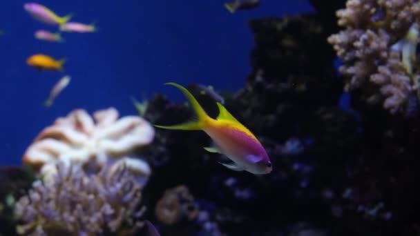美丽的粉色和黄色鱼 紫色皇后Anthias和其他热带鱼水下珊瑚礁背景 咸水海洋水族馆 视频镜头 — 图库视频影像