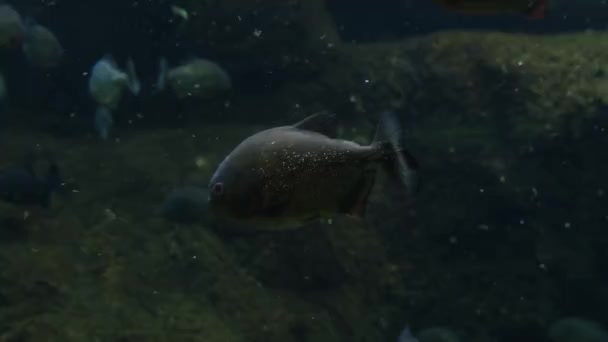 Pirayor Farlig Rovfisk Vatten Videofilmer Från Akvariet — Stockvideo