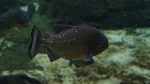 食人鱼 水下危险掠食者鱼 水族馆录像拍摄 — 图库视频影像