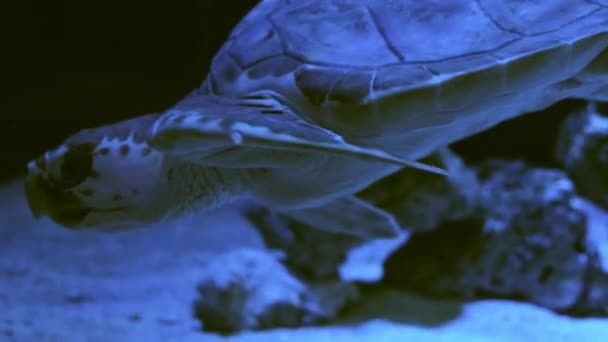 Zeeschildpad Onderwater Close Slow Motion Videobeelden — Stockvideo