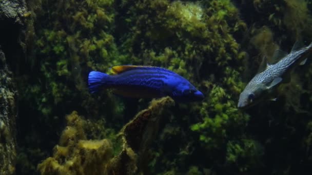 珊瑚礁背景上的蓝色热带鱼类 水族馆录像 — 图库视频影像
