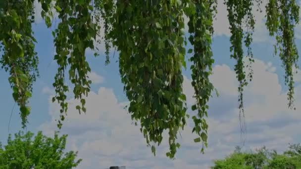 Ветви Березы Зелеными Листьями Машущими Ветром Облачно Голубом Фоне Неба — стоковое видео
