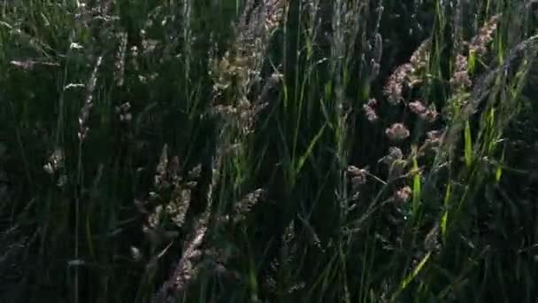 Trawa Łąkowa Falująca Wietrze Zbliżenie Zielonej Trawy Świetle Słonecznym Panorama — Wideo stockowe