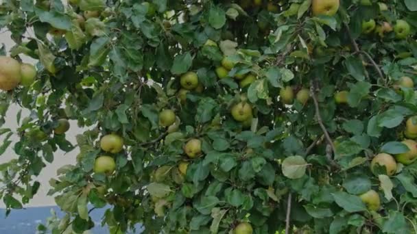 リンゴが緑色のリンゴの木 バイオ エコロジーフルーツ農場コンセプトビデオ — ストック動画